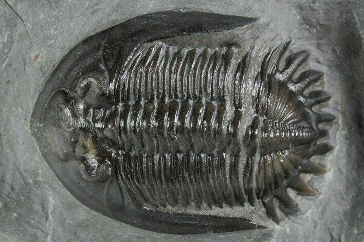 Uncommon Mrakibina Trilobite - Mrakib, Morocco #353041